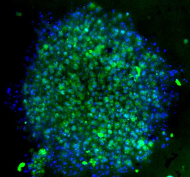 Live cell HeLa spheroid staining with CellMask Green Actin Tracking Stain